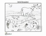 Ecosystem Arctic Worksheet Ecosystems Geographic Nationalgeographic sketch template