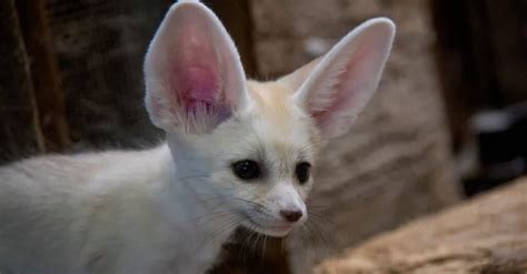 incredible fennec fox facts   animals