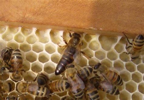 the russian honeybee mature lesbian
