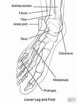 Bones Coloring Anatomy Pages Foot Human Arm Template sketch template