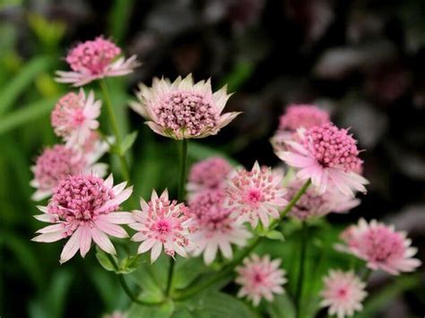 vaste planten voor droge schaduw  writing gardener schaduwbloemen vaste planten planten