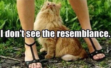 lol cats 50 awesomely funny cat photos to crack you up