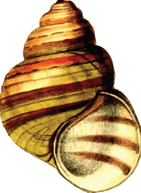 clipart   sea shell