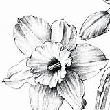 Narcissus Daffodil Line Daffodils A1 Hygge sketch template