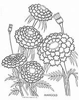 Marigold Coloring Flower Pages Drawing Sketch Flowers Marigolds Printable Color Outline Drawings Colouring Easy Getdrawings Adults Popular Embroidery Munk 1951 sketch template