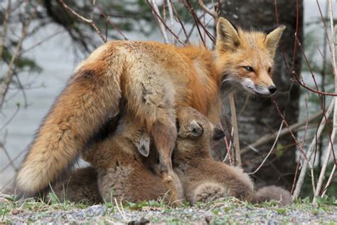 the reproductive system the red fox resource