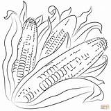 Corn Coloring Pages sketch template