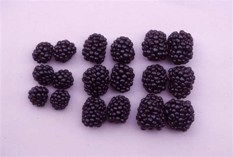 enjoy sweet juicy blackberries