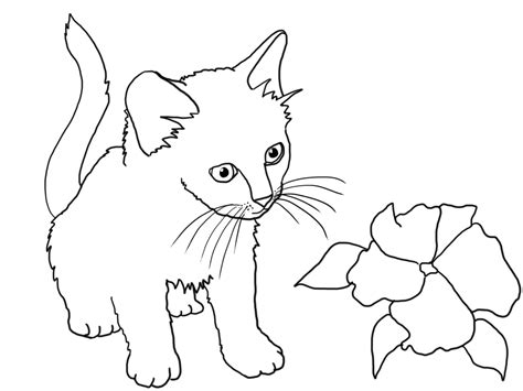 kitten coloring pages  coloring pages  kids  printable cat