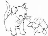Coloring Pages Cat Kitten Flower Print Color Printable Small Getcolorings Clipartqueen sketch template