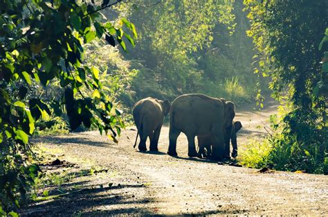 25 Best Things To Do In Borneo The Crazy Tourist