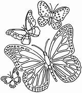 Papillon Coloring sketch template