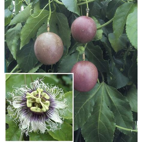 Passion Flower ‘possum Purple Passiflora Edulis