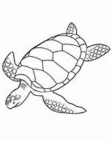 Turtle Sea Coloring Pages Drawing Leatherback Printable Turtles Line Print Green Color Realistic Loggerhead Animals Baby Hawksbill Swimming Clipart Cartoon sketch template