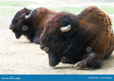 aurochs stock photo image  zoological bull aurochs
