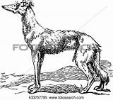 Saluki Clipart Designlooter Engraving Borzoi Murals Fotosearch Dog Clip Illustration Search sketch template