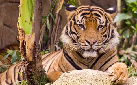 tiger distribution  habitat tiger facts  information
