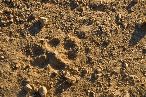 big cat tracks photograph  scott lenhart