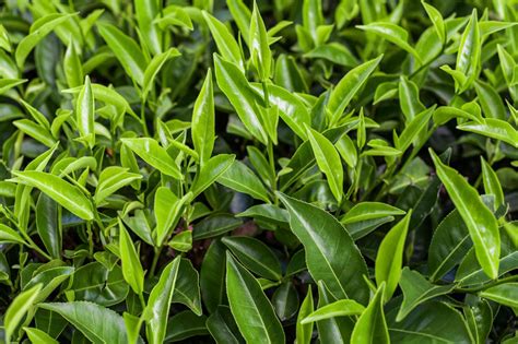 tea plant camellia sinensis plant care growing guide
