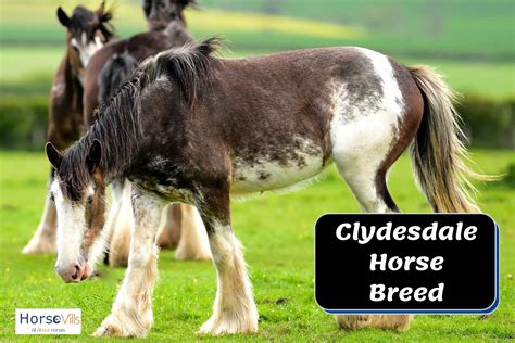 clydesdale horse breeds   good  riding  pictures