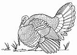 Turkey Coloring Pages Thanksgiving Realistic Wild Drawing Printable Hunting Bird Draw Color Animals Adult Adults Drawings Sketches Filminspector Head Birds sketch template
