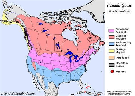 canada goose species range map