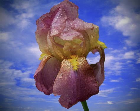 wet pink iris photograph by rick friedle fine art america