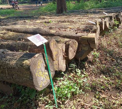 nilambur forest teak wood logs  rs cubic feet teak wood logs