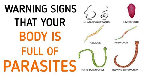 Don T Ignore These Early Symptoms Of Parasites In Your Body Youtube