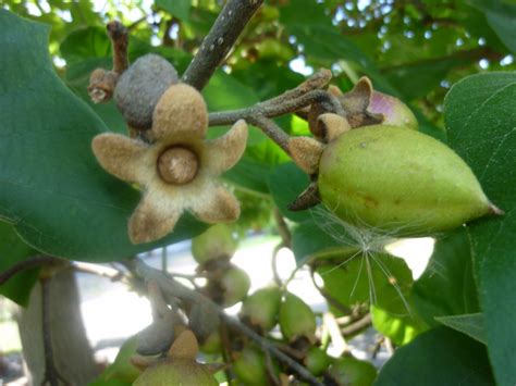 baumfrucht foto bild pflanzen pilze flechten baeume natur