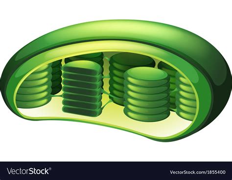 chloroplast royalty  vector image vectorstock