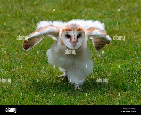 fledgling barn owl  res stock photography  images alamy
