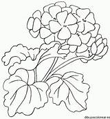 Hortensia Colorat Geranios Géranium Flori P99 Simple Planse Hydrangea Desene sketch template