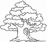 Coloring Pages Tree Trees Clipart Big Sharma Swati sketch template