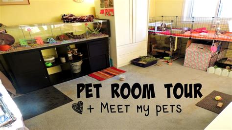 pet room     pets  youtube