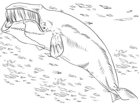 bowhead  greenland  whale coloring page colouringpages