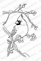 Branch Cardinal Rubber Obsession Impression Bird Stamp Mounted Snowy Gail Cling Green Burning Wood Holly Christmas Outline Drawing Unmounted sketch template
