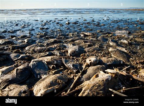 dead fish pile    shore   salton sea  bombay beach california usa stock photo