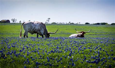 quintessential spring  texas texas