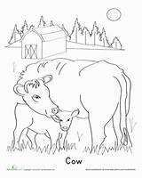 Cow Worksheet Cows Calves Worksheets sketch template