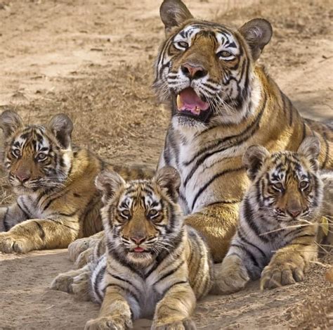 lounging tiger family rhardcoreaww