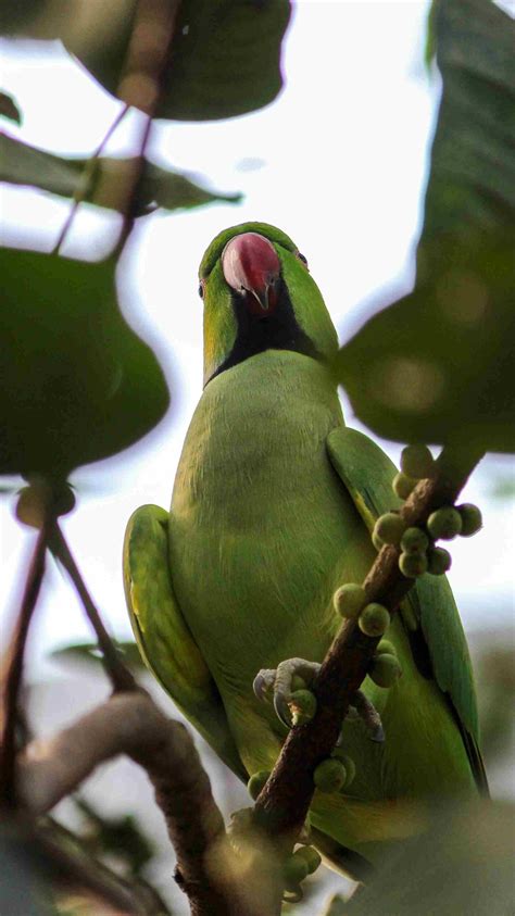 Indian Ringneck Lifespan [revealed] Parrot Velly