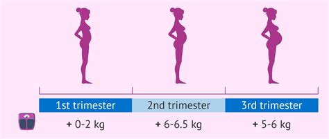 weight gain   trimester  pregnancy