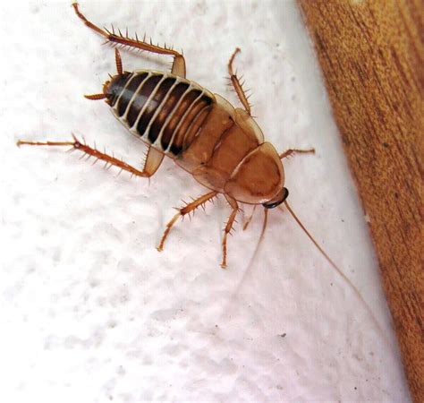 types  cockroaches    home lawnstarter