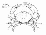 Crab Draw Step Sketch Drawing Claw Drawings Outline Sea Tattoo Dungeness Creature Crabs Sketches Creatures Painting Getdrawings Paintingvalley Techniques Craft sketch template