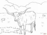 Coloring Longhorn Texas Pages Cow Cattle Drawing Color Printable Baby Flag Angus Longhorns Supercoloring Dairy Line Kids Getdrawings China Main sketch template