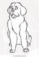 Terranova Animali Disegno Cani sketch template