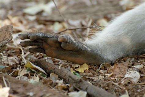 vervet monkey hind foot photograph  peter chadwickscience photo