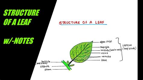 draw structure   leaf parts   leaf  notes science