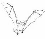 Bat Coloring Tailed Mexican Brown Big Pages sketch template